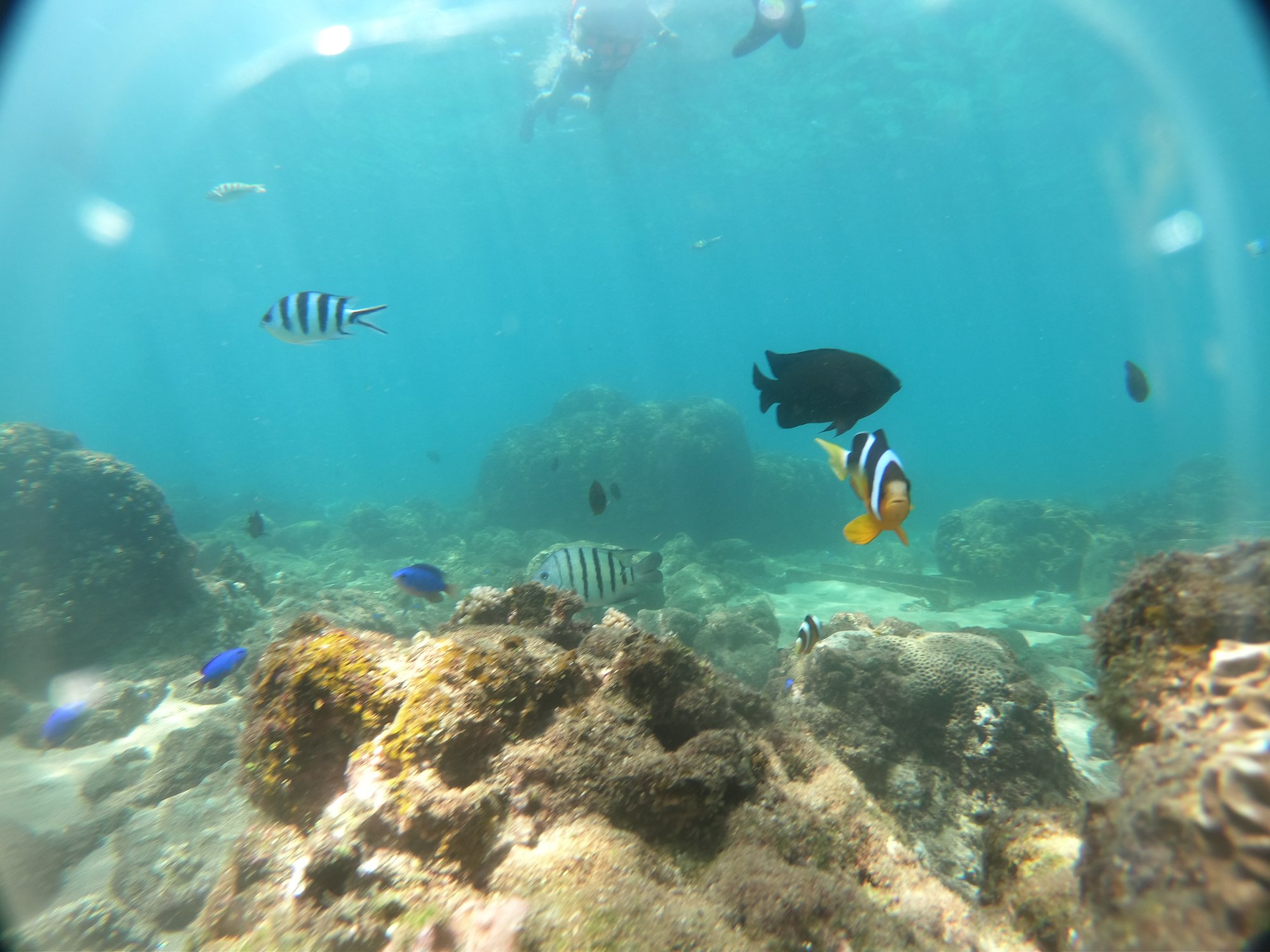 澎湖旅遊-專業浮潛